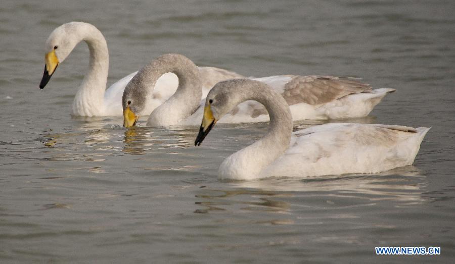 Swans are seen on the wetland of the Yellow River in Pinglu County of Yuncheng City, north China's Shanxi Province, Feb. 14, 2013. (Xinhua/Xue Yubin)