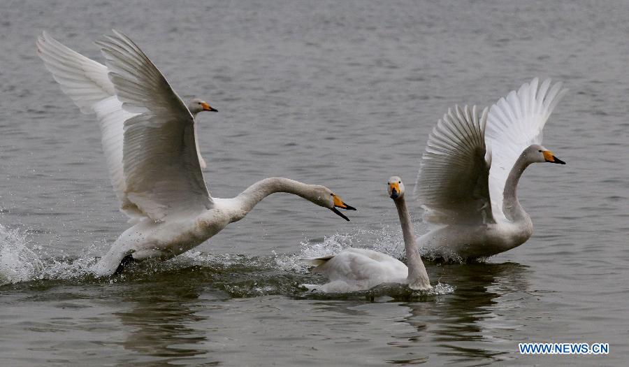 Swans are seen on the wetland of the Yellow River in Pinglu County of Yuncheng City, north China's Shanxi Province, Feb. 14, 2013. (Xinhua/Xue Yubin)