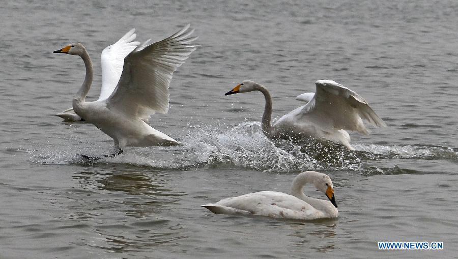 Swans are seen on the wetland of the Yellow River in Pinglu County of Yuncheng City, north China's Shanxi Province, Feb. 14, 2013. (Xinhua/Xue Yubin)