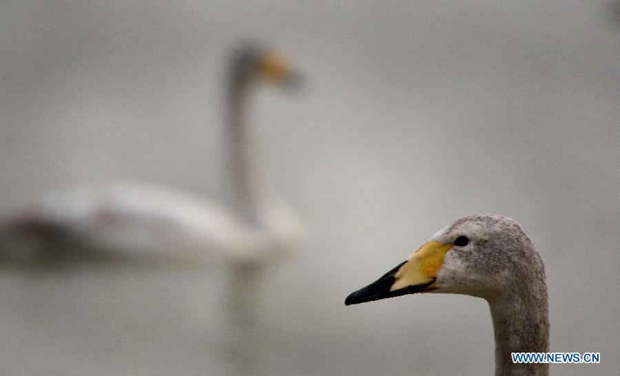 Swans are seen on the wetland of the Yellow River in Pinglu County of Yuncheng City, north China's Shanxi Province, Feb. 14, 2013. (Xinhua/Xue Yubin)