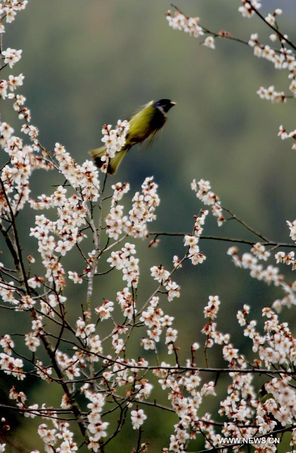 A bird rests on a plum tree in full blossom on the Jinfo Mountain in Xiuning County, east China's Anhui Province, Feb. 15, 2013. (Xinhua/Shi Guangde) 