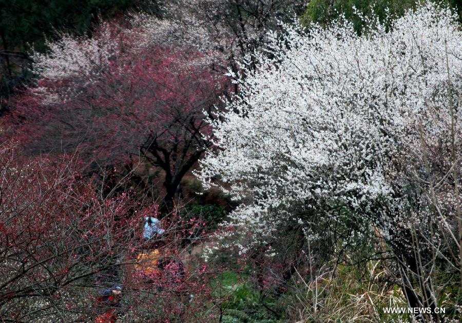 Plum blossoms are seen on the Jinfo Mountain in Xiuning County, east China's Anhui Province, Feb. 15, 2013. (Xinhua/Shi Guangde) 