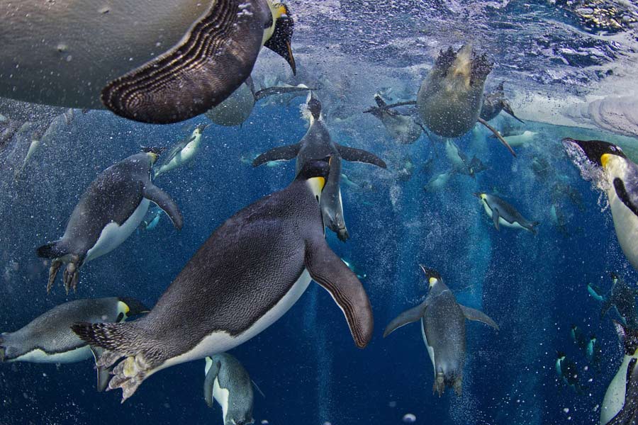 The Canadian photograph Paul Nicklen won the 1st prize of Nature Stories in the World Press Photo 2013 contest with a series of photographs of the emperor penguins. (Xinhua/AFP)