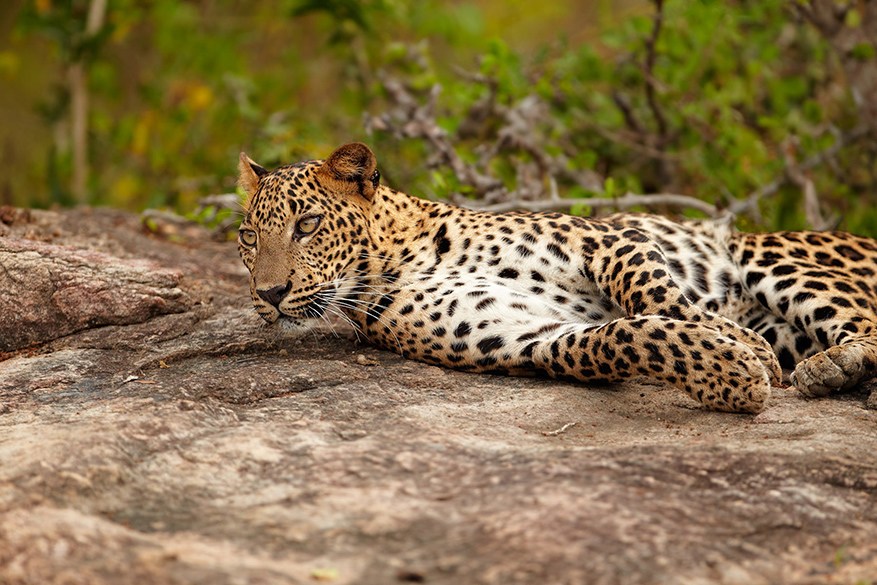 Sri Lanka  