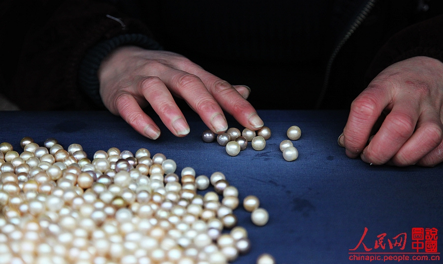 Worker sorts pearls one by one in the factory. (People's Daily Online/ Wang Chu) 