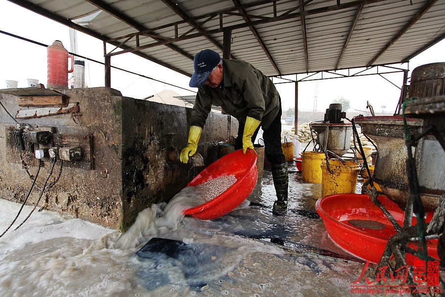 Worker filters pearls from pearl oysters and then distribute them to pearl companies and buyers.(People's Daily Online/ Wang Chu) 