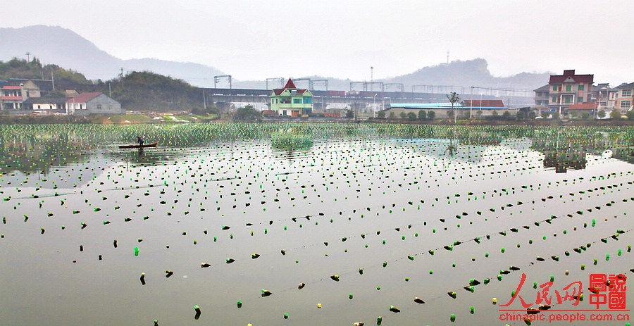 The pond to nurture pearl oysters.  (People's Daily Online/ Wang Chu)