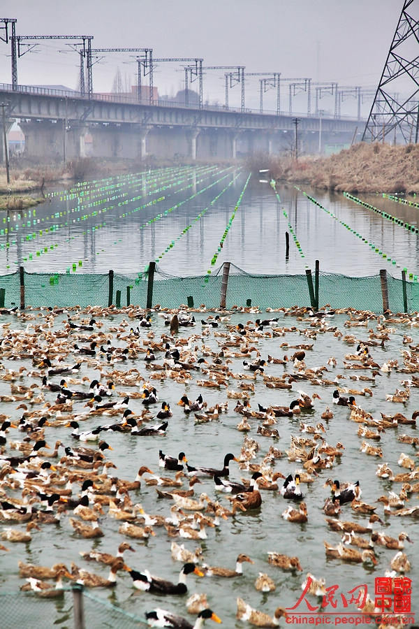 Large ponds, pearl oysters are not enough to grow up pearls. They also need manure - duck’s manure. (People’s Daily Online/ Wang Chu) 
