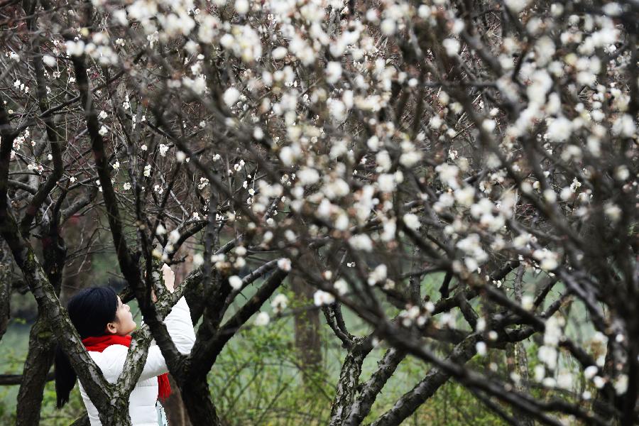 A tourist takes pictures of the plum blossoms at Xixi Wetland Park during a plum blossom festival in Hangzhou, capital of east China's Zhejiang Province, Feb. 17, 2013. The festival opened here Sunday. (Xinhua/Li Zhong) 