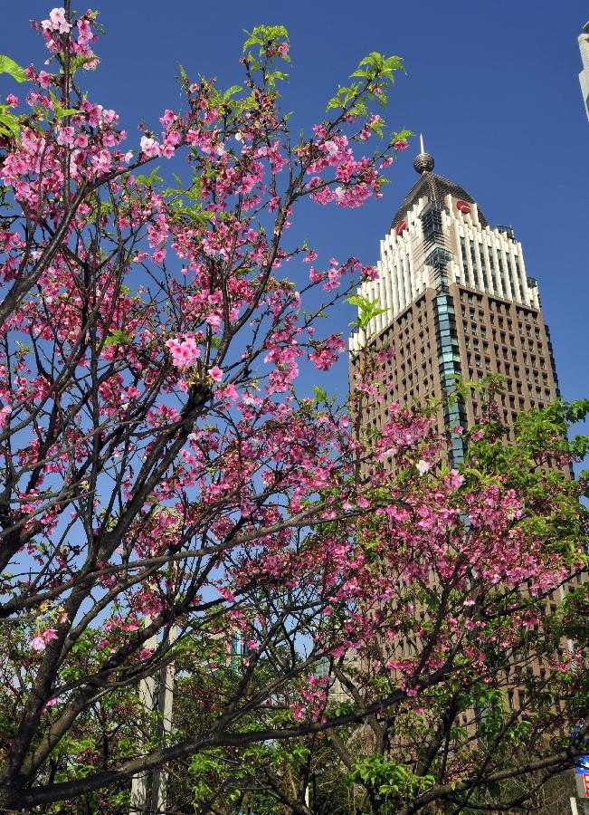 Cherry blossoms are seen near the landmark skyscraper Taipei 101 (Taipei World Financial Center) in Taipei, southeast China's Taiwan, Feb. 17, 2013. (Xinhua/Wu Ching-teng) 