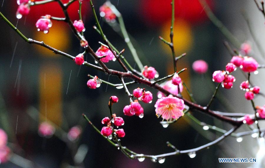 Photo taken on Feb. 18, 2013 shows the red plum buds in Suzhou, east China's Jiangsu Province. Monday marks the day of "Rain Water", the second one of the 24 solar terms on the ancient Chinese lunar calendar. (Xinhua/Wang Jianzhong) 