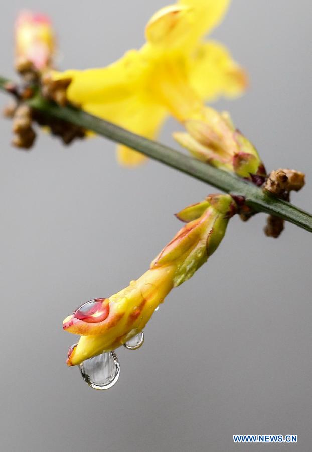 Photo taken on Feb. 18, 2013 shows the rain drops stained on a flower bud in Nanjing, capital of east China's Jiangsu Province. Monday marks the day of "Rain Water", the second one of the 24 solar terms on the ancient Chinese lunar calendar. (Xinhua/Yang Lei) 
