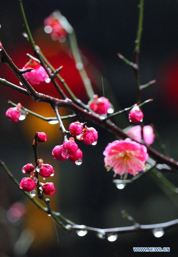 Photo taken on Feb. 18, 2013 shows the red plum buds in Suzhou, east China's Jiangsu Province. Monday marks the day of "Rain Water", the second one of the 24 solar terms on the ancient Chinese lunar calendar. (Xinhua/Wang Jianzhong) 