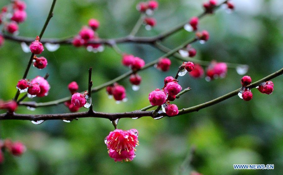 Photo taken on Feb. 18, 2013 shows the red plum buds in Suzhou, east China's Jiangsu Province. Monday marks the day of "Rain Water", the second one of the 24 solar terms on the ancient Chinese lunar calendar. (Xinhua/Wang Jianzhong) 