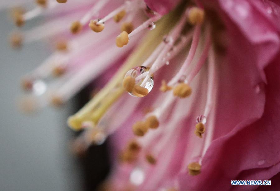 Photo taken on Feb. 18, 2013 shows the rain drops stained on a flower in Nanjing, capital of east China's Jiangsu Province. Monday marks the day of "Rain Water", the second one of the 24 solar terms on the ancient Chinese lunar calendar. (Xinhua/Yang Lei) 