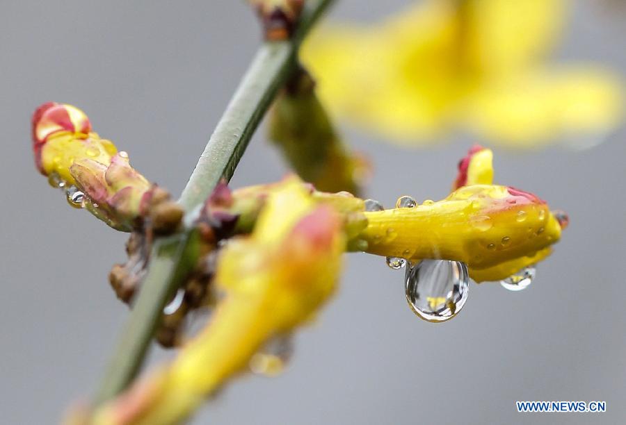 Photo taken on Feb. 18, 2013 shows the rain drops stained on a flower bud in Nanjing, capital of east China's Jiangsu Province. Monday marks the day of "Rain Water", the second one of the 24 solar terms on the ancient Chinese lunar calendar. (Xinhua/Yang Lei) 