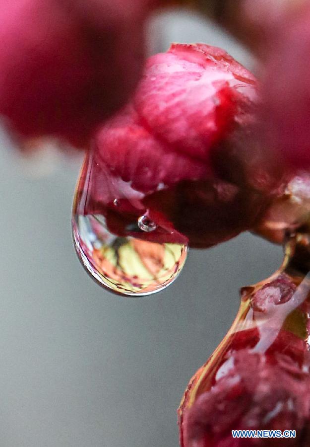 Photo taken on Feb. 18, 2013 shows the rain drops stained on a flower bud in Nanjing, capital of east China's Jiangsu Province. Monday marks the day of "Rain Water", the second one of the 24 solar terms on the ancient Chinese lunar calendar. (Xinhua/Yang Lei) 