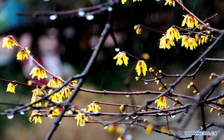 Photo taken on Feb. 18, 2013 shows the wintersweet blossoms in Suzhou, east China's Jiangsu Province. Monday marks the day of "Rain Water", the second one of the 24 solar terms on the ancient Chinese lunar calendar. (Xinhua/Wang Jianzhong)