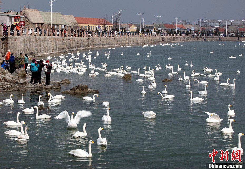 Swans are seen at the Swan Lake in Rongcheng City of East China's Shandong Province during the Spring Festival holiday. Thousands of swans spend winter in Rongcheng thanks to its comfortable ecological environment. (CNS/Chen Hongqing)