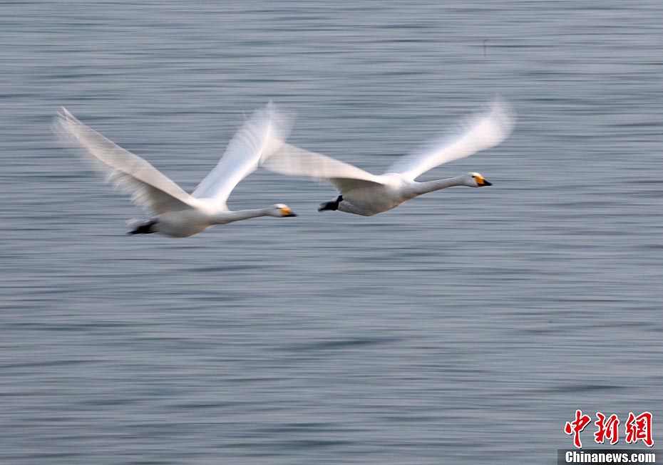 Swans are seen at the Swan Lake in Rongcheng City of East China's Shandong Province during the Spring Festival holiday. Thousands of swans spend winter in Rongcheng thanks to its comfortable ecological environment. (CNS/Chen Hongqing)