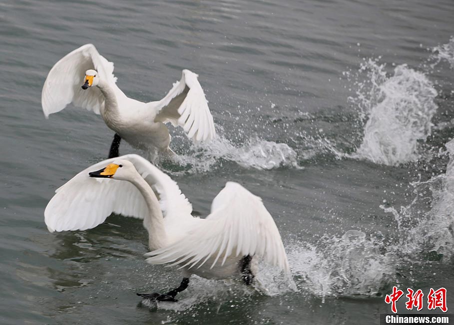 Swans are seen at the Swan Lake in Rongcheng City of East China's Shandong Province during the Spring Festival holiday. Thousands of swans spend winter in Rongcheng thanks to its comfortable ecological environment. (CNS/Chen Hongqing)