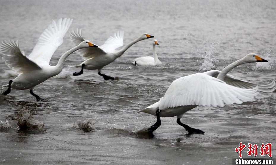 Swans are seen at the Swan Lake in Rongcheng City of East China's Shandong Province during the Spring Festival holiday. Thousands of swans spend winter in Rongcheng thanks to its comfortable ecological environment. (CNS/Chen Hongqing)
