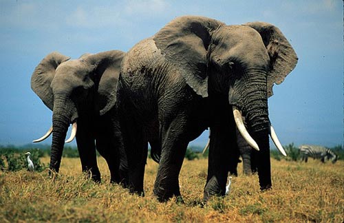 Masai Mara - Kenya (Source:news.xinhuanet.com)