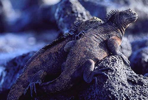 Galapagos Islands - Ecuador (Source:news.xinhuanet.com)