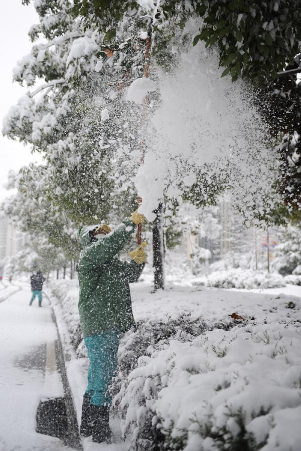 A staff member remove the snow on a tree in Hefei, capital of east China's Anhui Province, Feb. 19, 2013. Snowstorm hit multiple places in Anhui Tuesday morning, disturbing the local traffic. (Xinhua/Du Yu) 