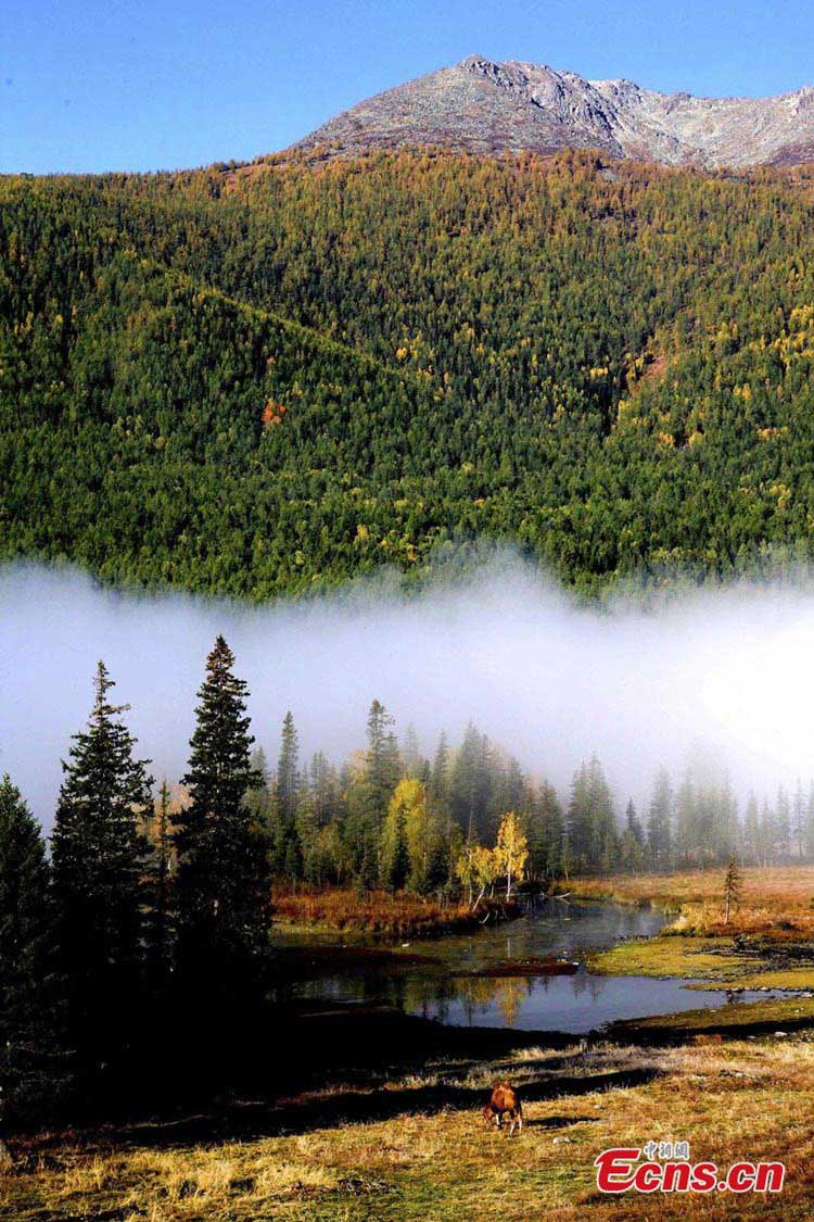 The coniferous forest located in Kanas of Northwestern Xinjiang Uygur Autonomous Region won the ninth place of the China's Most Beautiful Forests list, released by the Forest and Humankind magazine recently. (CNS/Liu Xin)