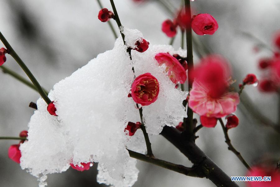 Photo taken on Feb. 19, 2013 shows snow-covered red plum buds in Nantong, east China's Jiangsu Province, Feb. 19, 2013. Many cities in eastern and central China received snowfall on Feb. 19. (Xinhua/Xu Congjun)