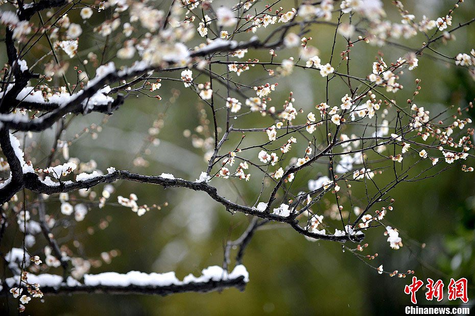 Photo taken on February 19 shows the snow scenery of Yufeng Mountain at Kunshan of Suzhou in East China's Jiangsu Province. (CNS/Li Pengju)