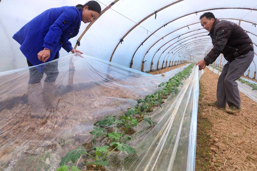 Villager Wang Baokang (R) and his wife covers plastic film on watermelon seedlings in a greenhouse in Changdun Village of Siyang Township in Shangsi County, south China's Guangxi Zhuang Autonomous Region, Feb. 19, 2013. Villagers here fight against the drought through planting in greenhouses and using plastic films. (Xinhua/Liang Fuying) 