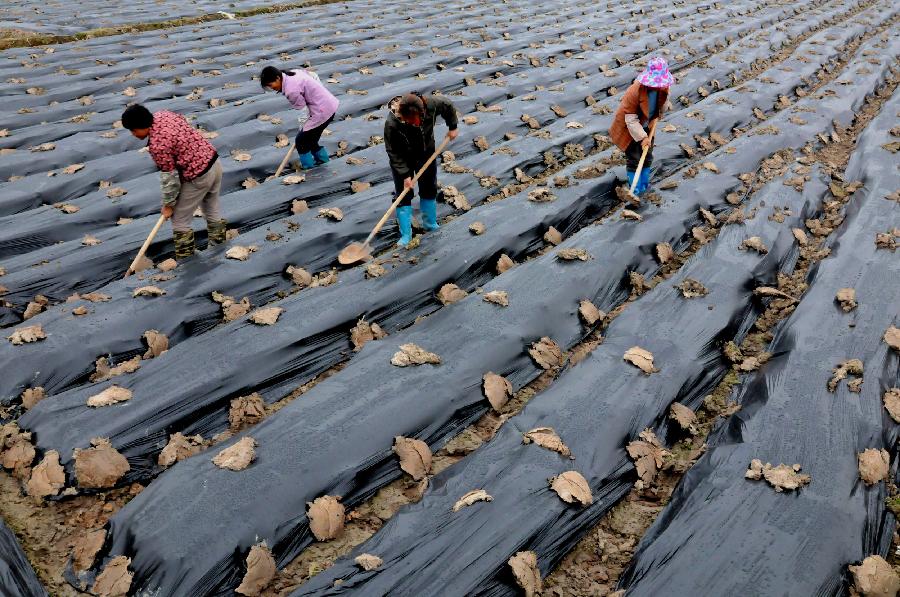 Villagers cover plastic films on newly-planted vegetable seedlings in Jiangping Village of Siyang Township in Shangsi County, south China's Guangxi Zhuang Autonomous Region, Feb. 19, 2013. Villagers here fight against the drought through planting in greenhouses and using plastic films. (Xinhua/Liang Fuying) 