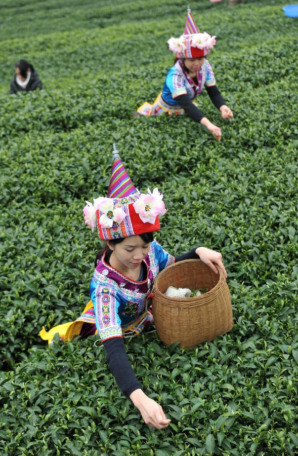 Farmers pick tea leaves in a tea plantation in Zhaoping County of southwest China's Guangxi Zhuang Autonomous Region, Feb. 20, 2013. Tea processing is one of the pillar industries in Zhaoping with an annual output of 7,000 tons. (Xinhua/Lu Boan)