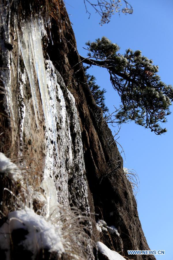 Photo taken on Feb. 20, 2013 shows the snow-covered pine trees at the Huangshan Mountain scenic area in east China's Anhui Province. (Xinhua/Shi Guangde) 