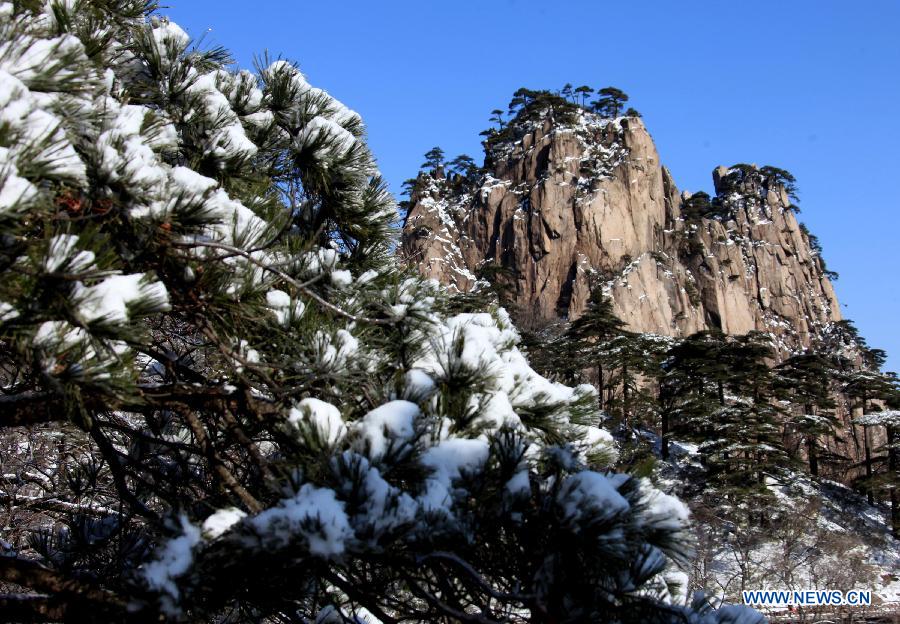 Photo taken on Feb. 20, 2013 shows the snow-covered pine trees at the Huangshan Mountain scenic area in east China's Anhui Province. (Xinhua/Shi Guangde) 