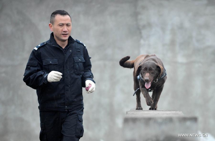 Police dog Dongdong receives training before performing her duty at Police Dog Base of Chengdu Railway Public Security Office in Chengdu, capital of southwest China's Sichuan Province, Feb. 20, 2013. It is the first time for the 4-year-old female Labrador to be on duty during the Chinese New Year holidays here and she was responsible for sniffing out explosive devices and materials. (Xinhua/Xue Yubin) 