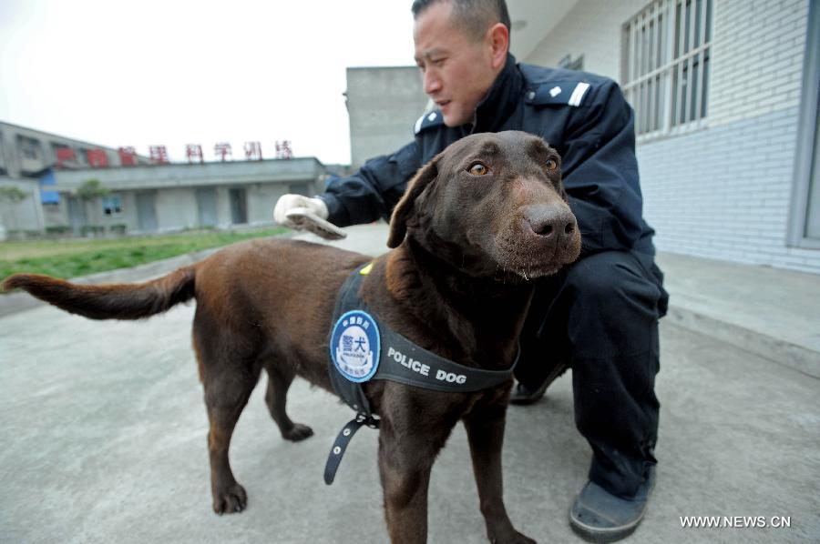 A handler combs police dog Dongdong before they perform their duty at Police Dog Base of Chengdu Railway Public Security Office in Chengdu, capital of southwest China's Sichuan Province, Feb. 20, 2013. It is the first time for the 4-year-old female Labrador to be on duty during the Chinese New Year holidays here and she was responsible for sniffing out explosive devices and materials. (Xinhua/Xue Yubin) 