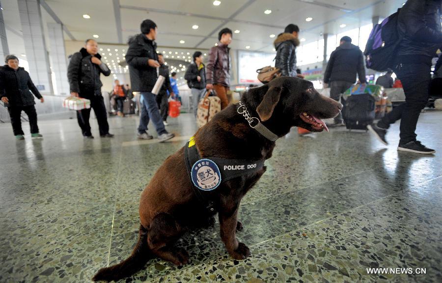 Police dog Dongdong sits on the ground as passengers walk around at Chengdu Railway Station in Chengdu, capital of southwest China's Sichuan Province, Feb. 20, 2013. It is the first time for the 4-year-old female Labrador to be on duty during the Chinese New Year holidays here and she was responsible for sniffing out explosive devices and materials. (Xinhua/Xue Yubin)  