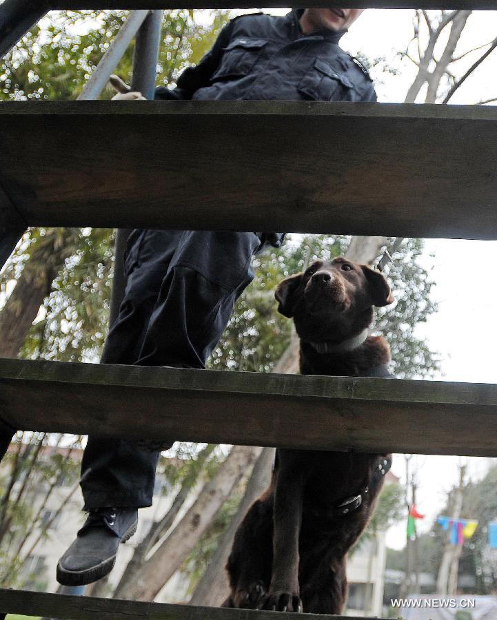 Police dog Dongdong receives training before performing her duty at Police Dog Base of Chengdu Railway Public Security Office in Chengdu, capital of southwest China's Sichuan Province, Feb. 20, 2013. It is the first time for the 4-year-old female Labrador to be on duty during the Chinese New Year holidays here and she was responsible for sniffing out explosive devices and materials. (Xinhua/Xue Yubin)  