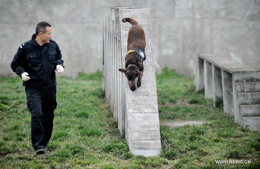 Police dog Dongdong receives training before performing her duty at Police Dog Base of Chengdu Railway Public Security Office in Chengdu, capital of southwest China's Sichuan Province, Feb. 20, 2013. It is the first time for the 4-year-old female Labrador to be on duty during the Chinese New Year holidays here and she was responsible for sniffing out explosive devices and materials. (Xinhua/Xue Yubin)  