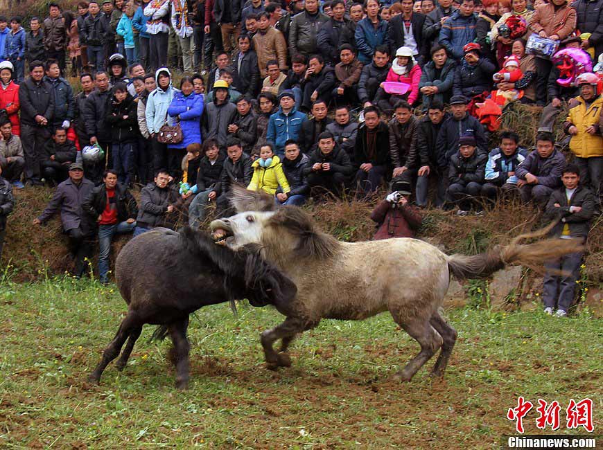 A horsing fighting competition is held by Miao ethnic group to celebrate the coming Lantern Festival in Yuanbao Village, Rongshui County, Guangxi Zhuang Autonomous Region, February 20, 2013. (CNS/Long Linzhi)