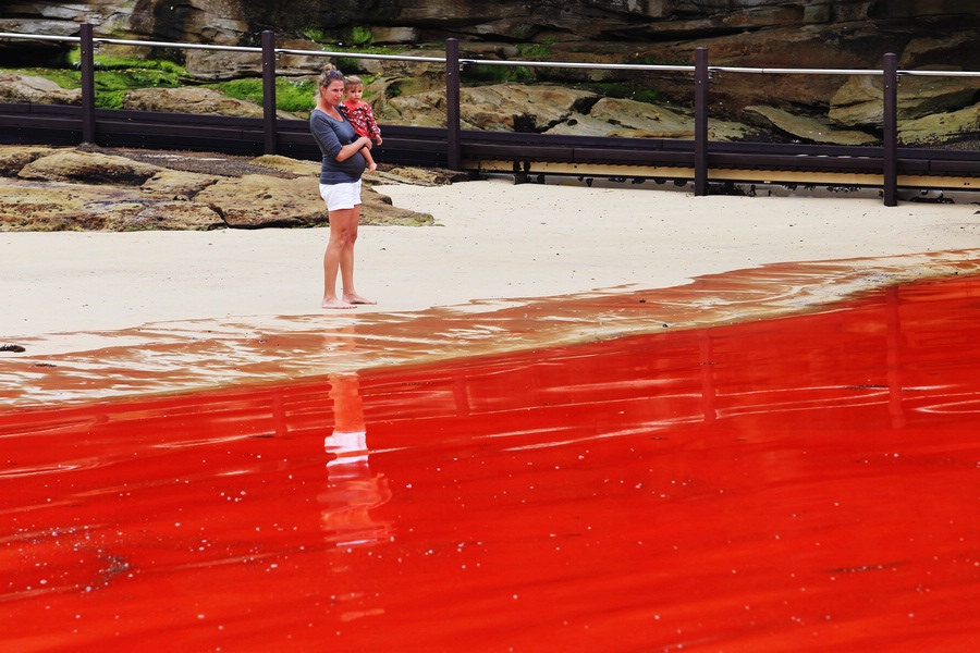 Red tide. The red tide is formed by the rapid buildup of algae in the water. (Photo/Global Time)