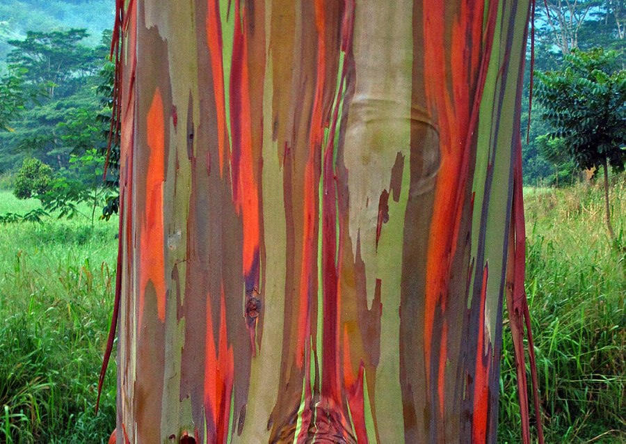 Rainbow bark. The bark of eucalyptus drops at different times. So there will be a variety of colors on the bark when it gets old. (Photo/Global Time)