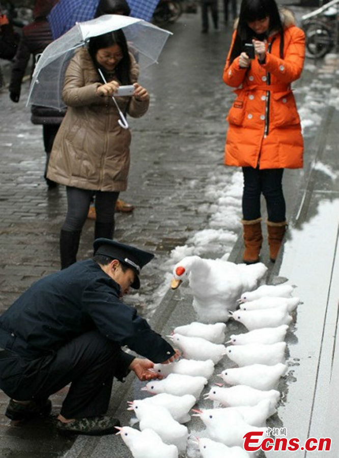 Passers-by take photos for the snow sculptures, including one goose and 16 chicks, in Hangzhou, the capital city of East China's Zhejiang Province, February 19, 2013. The sculptures were made by Mr. Du, a 49-year-old security guard who has become addicted to snow carving since three years ago. (CNS/Wu Jiawei)