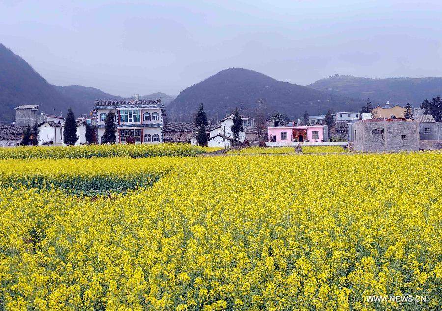 Photo taken on Feb. 21, 2013 shows the scenery of cole flowers in Luoping County of Qujing City, southwest China's Yunnan Province. (Xinhua/Yang Zongyou) 