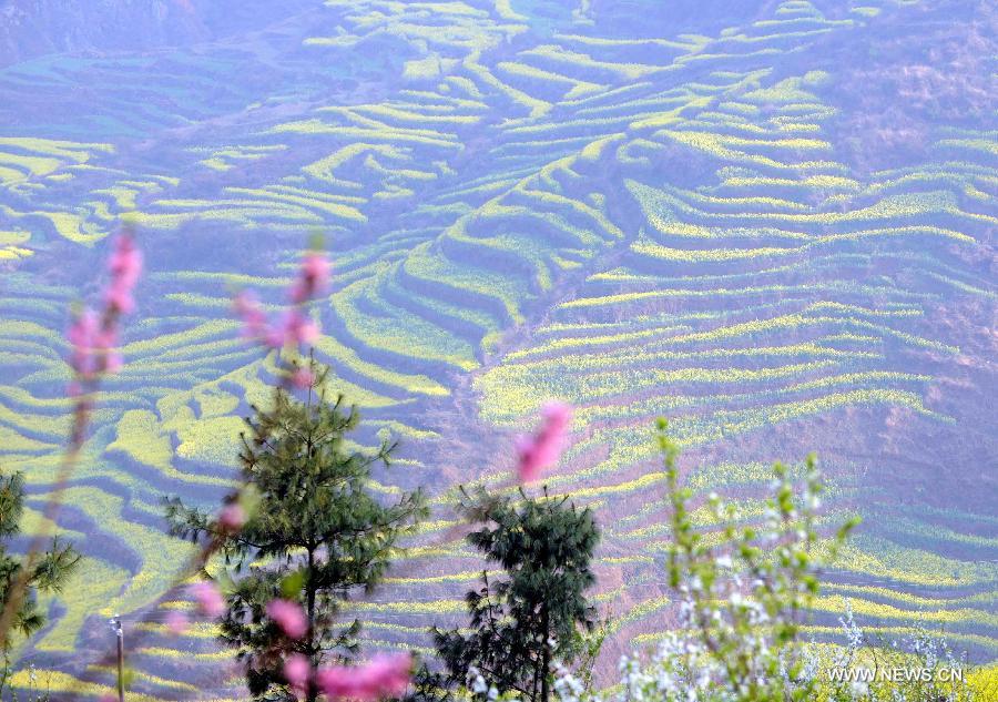 Photo taken on Feb. 21, 2013 shows the terrace decorated with cole flowers in Luoping County of Qujing City, southwest China's Yunnan Province. (Xinhua/Yang Zongyou) 