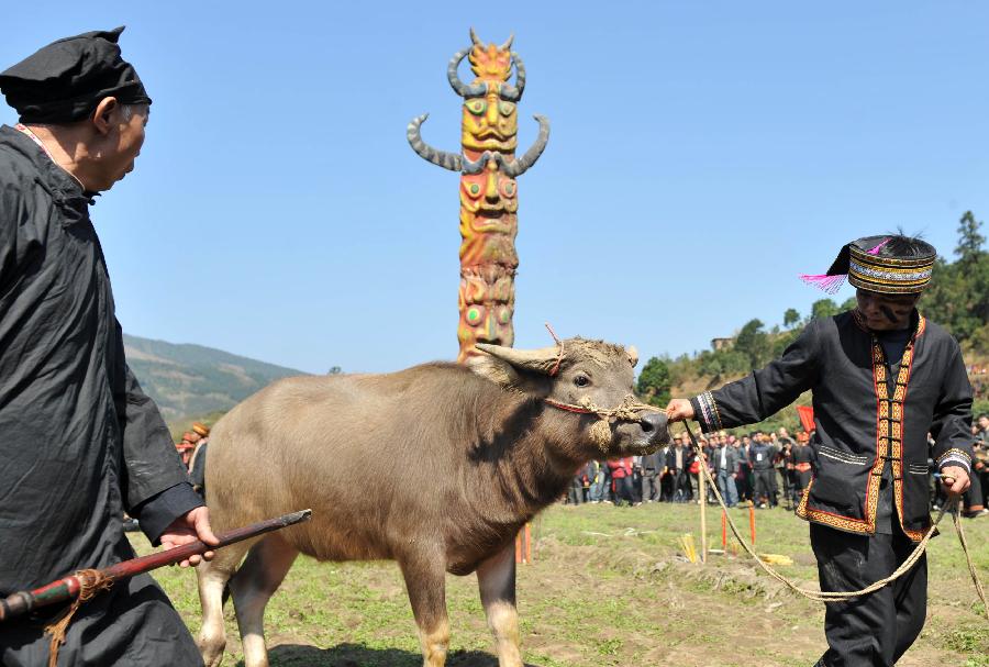 Villagers of Yao ethnic group sacrifice a bull to Panwang (King Pan), the legendary ancestor of the Yao people, at Shikou Village of Sanjiang Township in Gongcheng Yao Autonomous County, south China's Guangxi Zhuang Autonomous Region, Feb. 23, 2013. (Xinhua/Zhou Hua) 