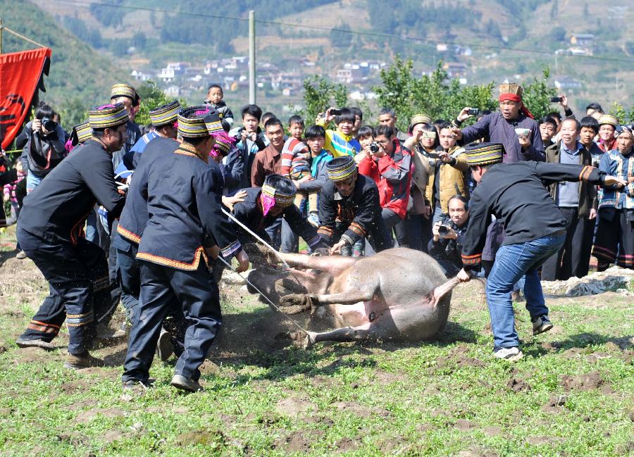 Villagers of Yao ethnic group sacrifice a bull to Panwang (King Pan), the legendary ancestor of the Yao people, at Shikou Village of Sanjiang Township in Gongcheng Yao Autonomous County, south China's Guangxi Zhuang Autonomous Region, Feb. 23, 2013. (Xinhua/Zhou Hua) 